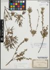 Foto von Salix repens subsp. rosmarinifolia (L.) Andersson